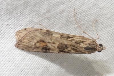 <i>Nomophila noctuella</i>