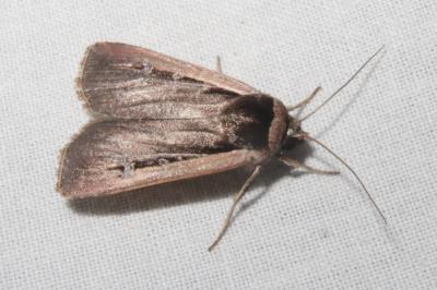 <i>Ochropleura leucogaster</i>
