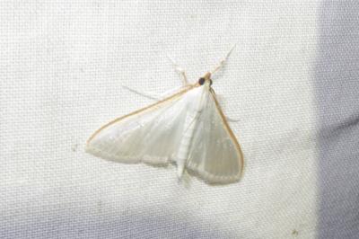 <i>Palpita vitrealis</i>
