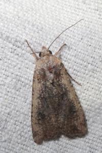 <i>Peridroma saucia</i>