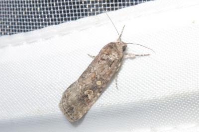 <i>Spodoptera exigua</i>