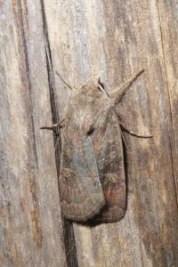 <i>Xestia xanthographa</i>