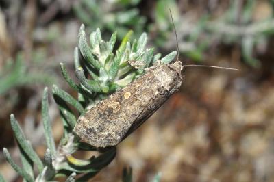 <i>Spodoptera exigua</i>