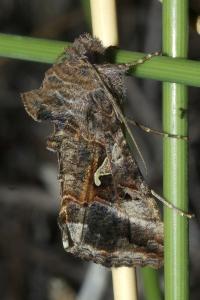 <i>Autographa gamma</i>