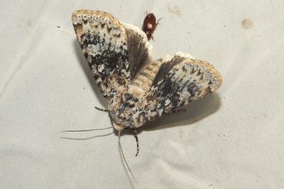 <i>Polymixis argillaceago</i>