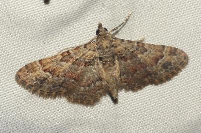<i>Gymnoscelis rufifasciata</i>
