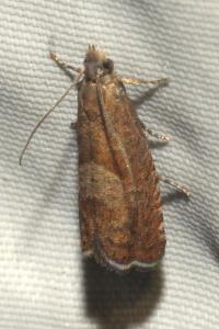 <i>Dichrorampha acuminatana</i>