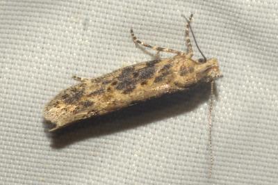 <i>Scrobipalpa suaedicola</i>