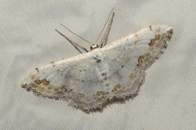 <i>Scopula ornata</i>