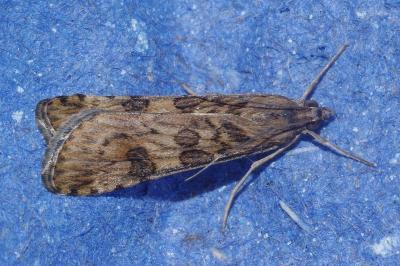 <i>Nomophila noctuella</i>