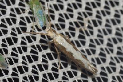 <i>Plutella xylostella</i>