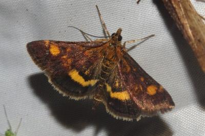 <i>Pyrausta aurata</i>
