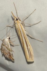 <i>Agriphila deliella</i>
