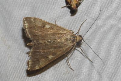 <i>Loxostege sticticalis</i>