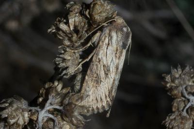 <i>Aporophyla australis</i>