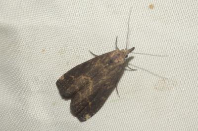 <i>Schrankia costaestrigalis</i>