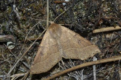 <i>Crocallis dardoinaria</i>