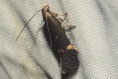 <i>Aproaerema anthyllidella</i>