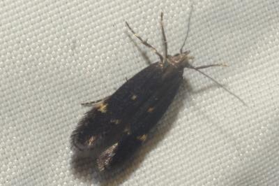 <i>Aproaerema anthyllidella</i>
