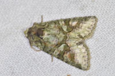 <i>Dryobotodes roboris</i>