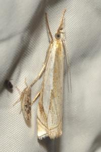 <i>Crambus pascuella</i>