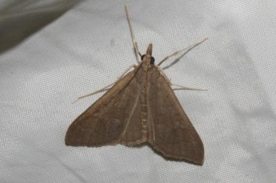 <i>Mecyna asinalis</i>