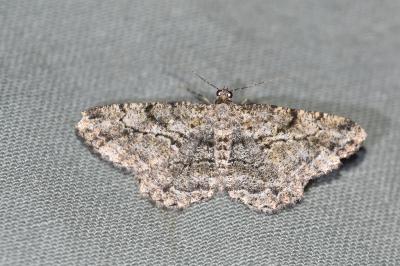<i>Peribatodes rhomboidaria</i>