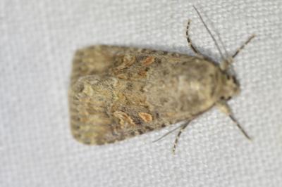 <i>Spodoptera exigua</i>