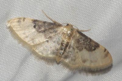 <i>Idaea filicata</i>