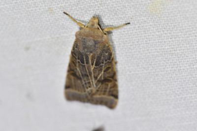 <i>Anchoscelis lunosa</i>