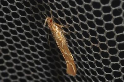 <i>Pyroderces argyrogrammos</i>