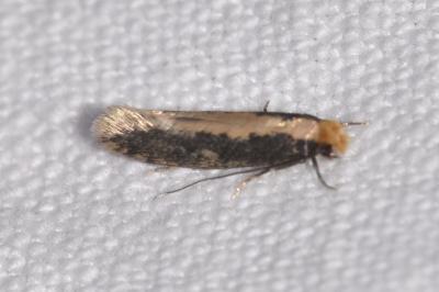 <i>Monopis crocicapitella</i>