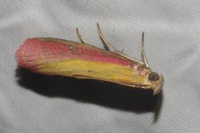 <i>Oncocera semirubella</i>