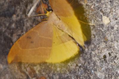 <i>Watsonalla binaria</i>