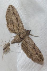 <i>Eupithecia phoeniceata</i>
