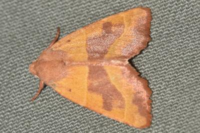 <i>Atethmia centrago</i>