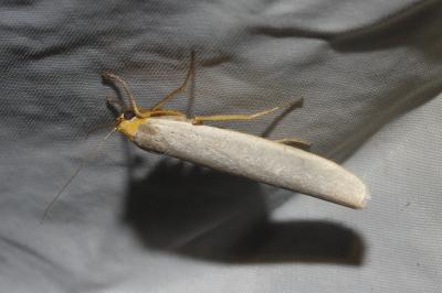 <i>Eilema caniola</i>