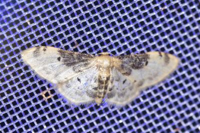 <i>Idaea filicata</i>