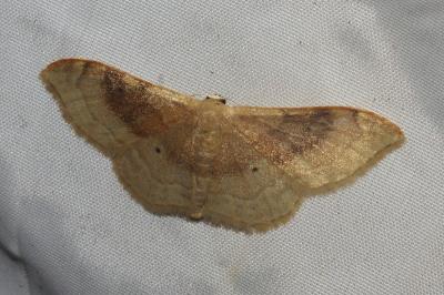 <i>Idaea degeneraria</i>