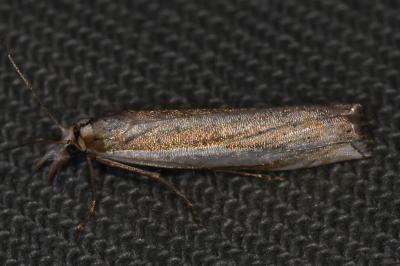 <i>Crambus pascuella</i>