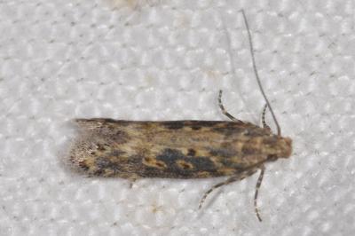 <i>Scrobipalpa</i>