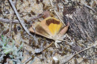 <i>Noctua janthe</i>