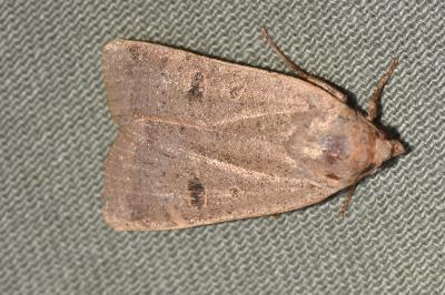 <i>Noctua comes</i>