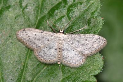 <i>Idaea seriata</i>