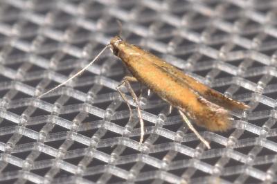 <i>Coptotriche marginea</i>
