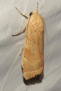 <i>Noctua fimbriata</i>