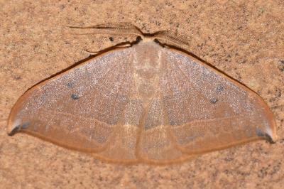 <i>Watsonalla uncinula</i>