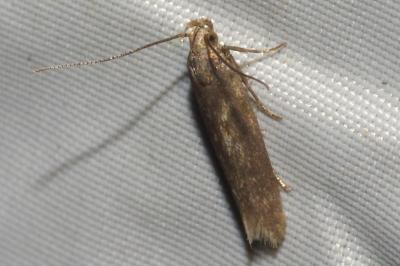 <i>Scrobipalpa</i>