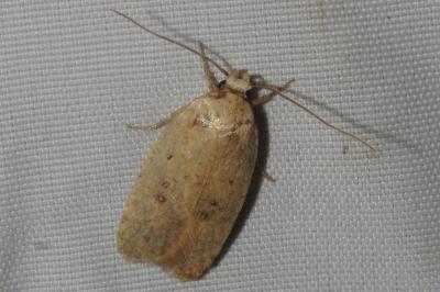 <i>Agonopterix irrorata</i>