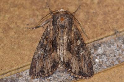 <i>Mniotype solieri</i>